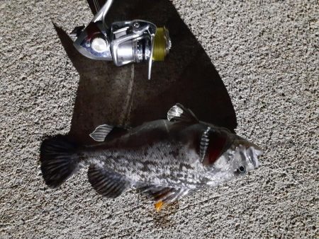 鹿島灘港でメバリング